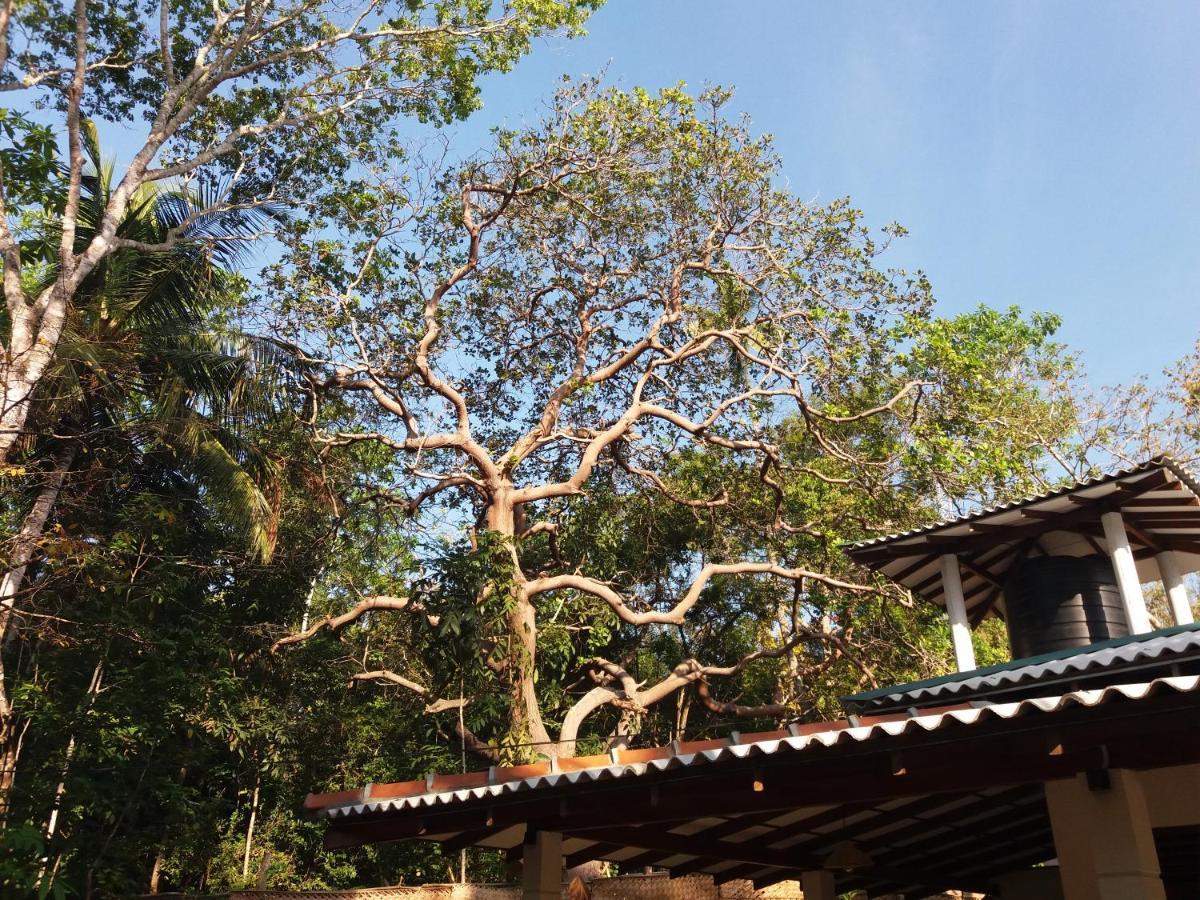 Cashew Villa Hiriketiya Dikwella Exterior foto